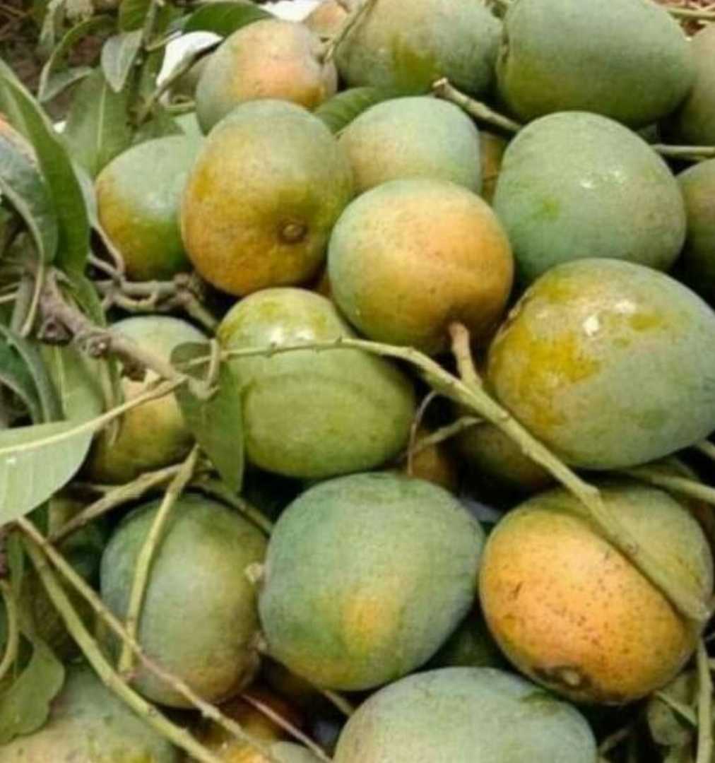 হিমসাগর,আম,10,kg